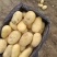 云南土豆盈江沃土5号土豆现挖现发量大从优