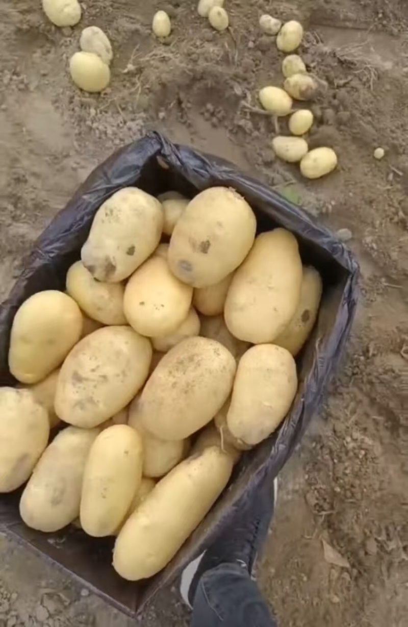 云南土豆盈江沃土5号土豆现挖现发量大从优