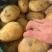 云南土豆盈江沃土5号土豆现挖现发量大从优