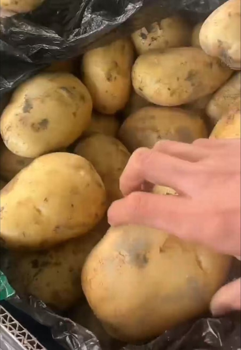 云南土豆盈江沃土5号土豆现挖现发量大从优