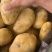 云南土豆盈江沃土5号土豆现挖现发量大从优