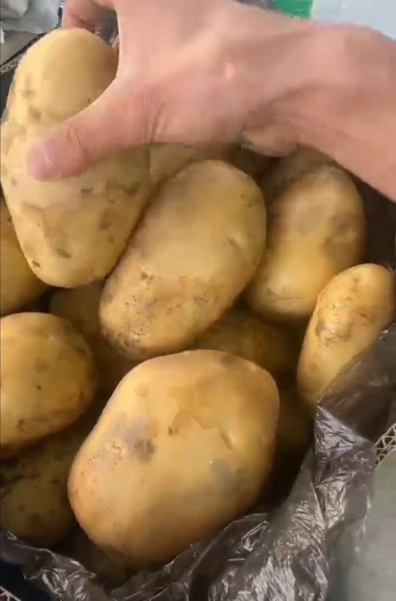 云南土豆盈江沃土5号土豆现挖现发量大从优