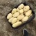 云南土豆盈江沃土5号土豆现挖现发量大从优