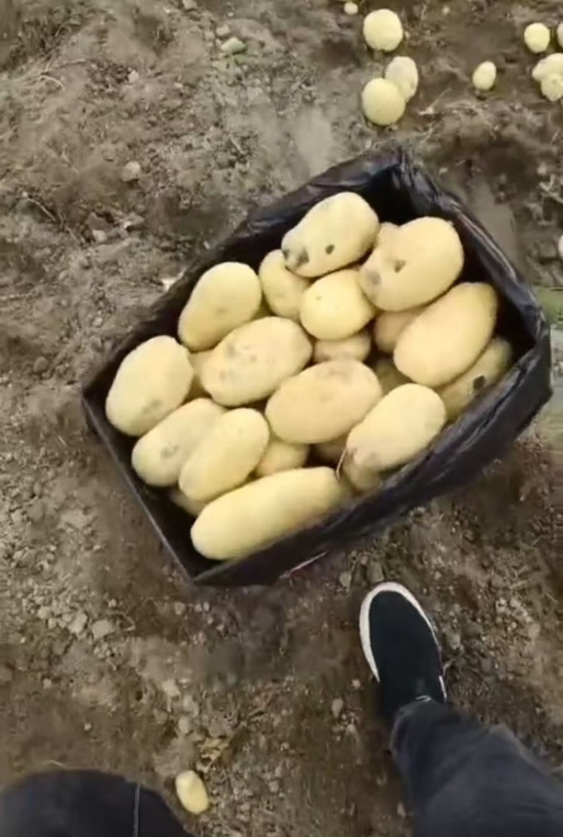云南土豆盈江沃土5号土豆现挖现发量大从优