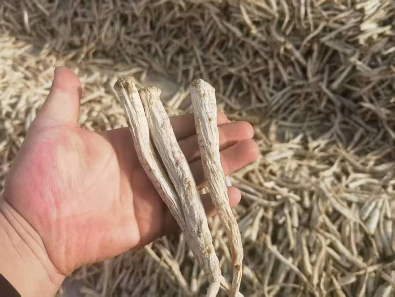 优选桔梗鲜货干货斜片各种规格产地直发量大从优