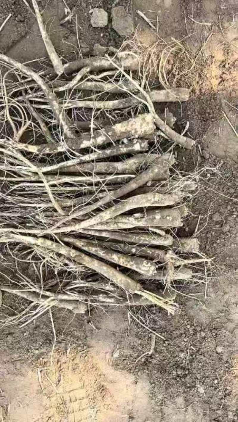 优选桔梗鲜货干货斜片各种规格产地直发量大从优