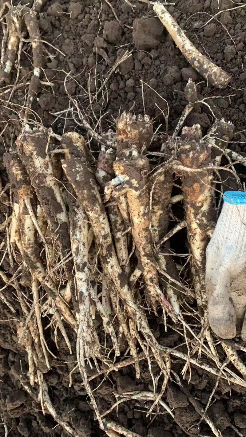 优选桔梗鲜货干货斜片各种规格产地直发量大从优