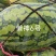懒神6号花皮长瓜抗病强含糖高单瓜25斤左右果肉大红结果强
