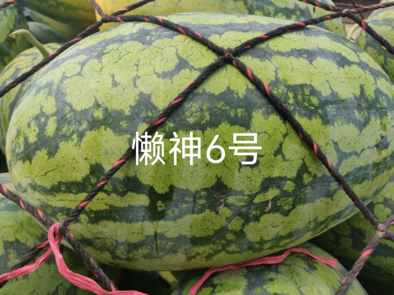懒神6号花皮长瓜抗病强含糖高单瓜25斤左右果肉大红结果强