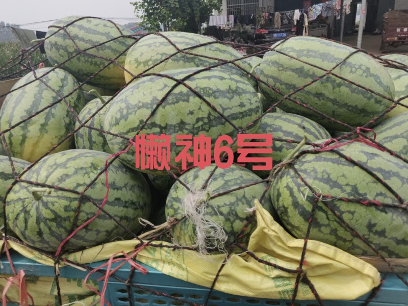 懒神6号花皮长瓜抗病强含糖高单瓜25斤左右果肉大红结果强