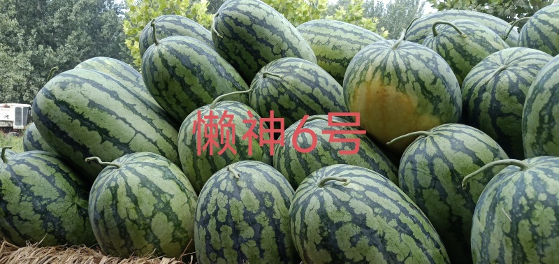 懒神6号花皮长瓜抗病强含糖高单瓜25斤左右果肉大红结果强