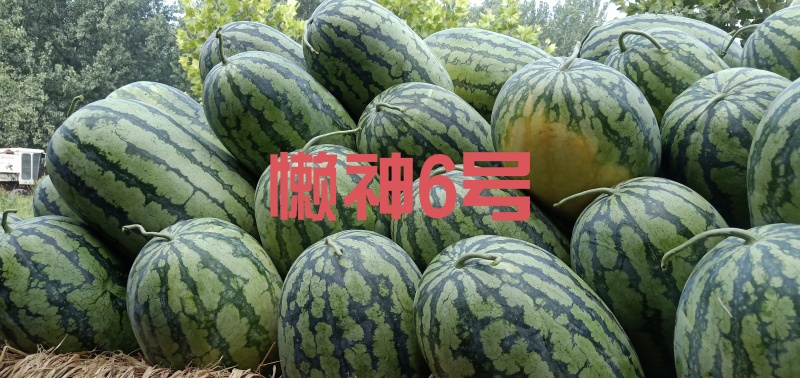 懒神6号花皮长瓜抗病强含糖高单瓜25斤左右果肉大红结果强