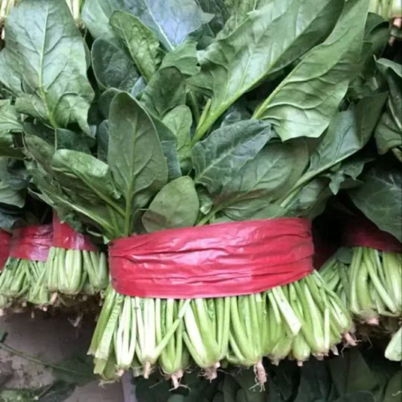 菠菜大叶菠菜安阳滑县电商、批发、餐饮等量大从优