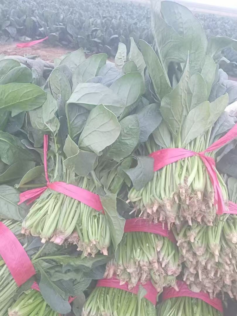 菠菜大叶菠菜安阳滑县电商、批发、餐饮等量大从优