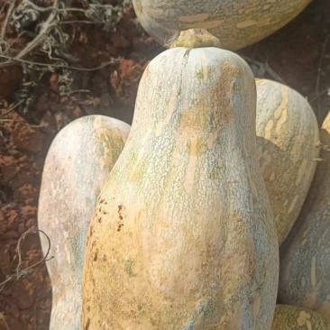 密本金韩南瓜