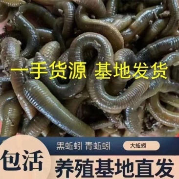 湖北青蚯蚓鲜活黑蚯蚓特大臭蚯蚓钓黄鳝地龙活饵一手货源