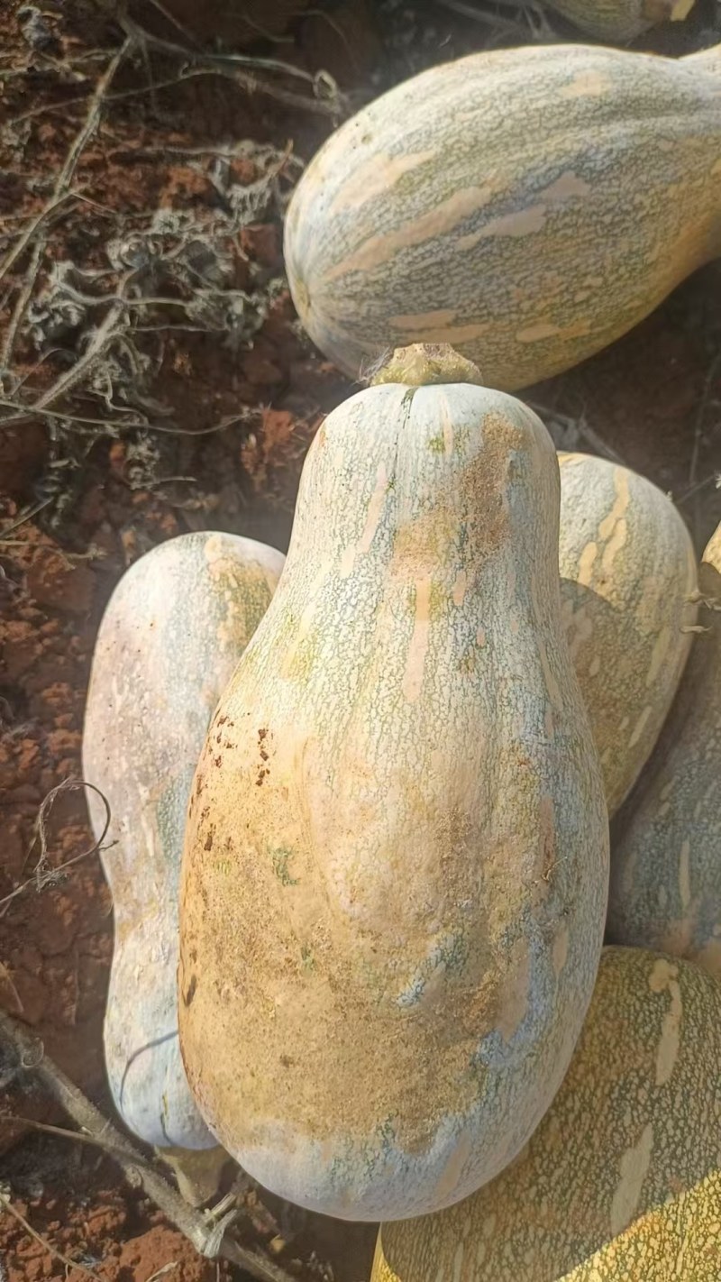 密本金韩南瓜