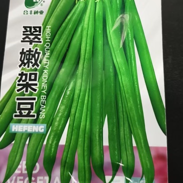 架豆种子-结荚多产量高又好吃无纤维肉厚嫩荚绿色