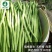 架豆种子-结荚多产量高又好吃无纤维肉厚嫩荚绿色