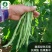 架豆种子-结荚多产量高又好吃无纤维肉厚嫩荚绿色
