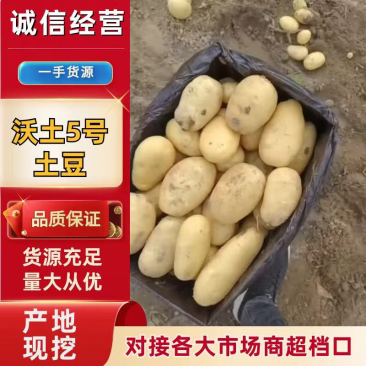 云南土豆盈江沃土5号土豆现挖现发量大从优