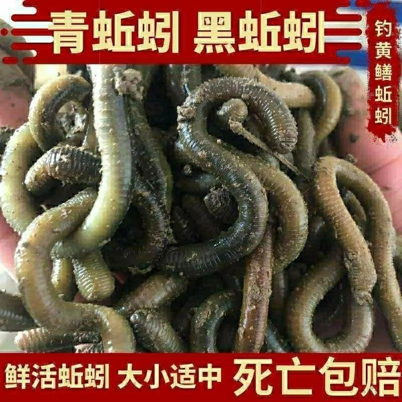 湖北青蚯蚓鲜活黑蚯蚓特大臭蚯蚓钓黄鳝地龙活饵一手货源
