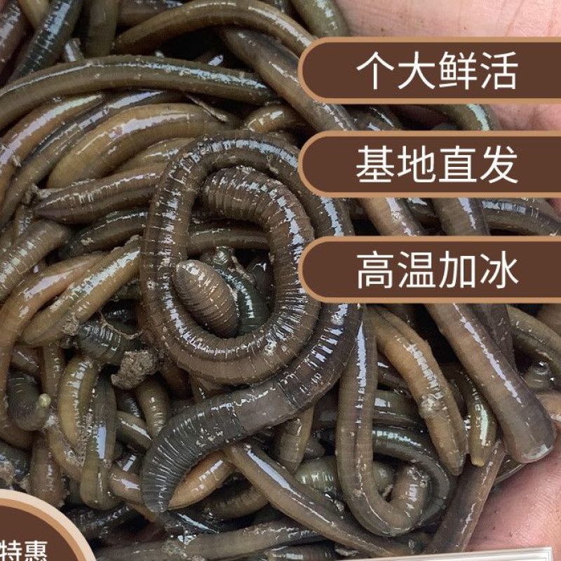 湖北青蚯蚓鲜活黑蚯蚓特大臭蚯蚓钓黄鳝地龙活饵一手货源