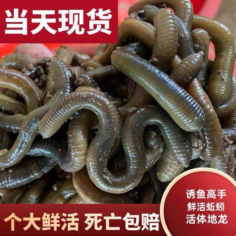 湖北青蚯蚓鲜活黑蚯蚓特大臭蚯蚓钓黄鳝地龙活饵一手货源