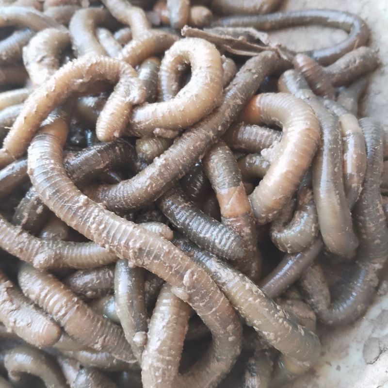 湖北青蚯蚓鲜活黑蚯蚓特大臭蚯蚓钓黄鳝地龙活饵一手货源
