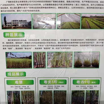 粤翠甘蔗杯苗植种苗