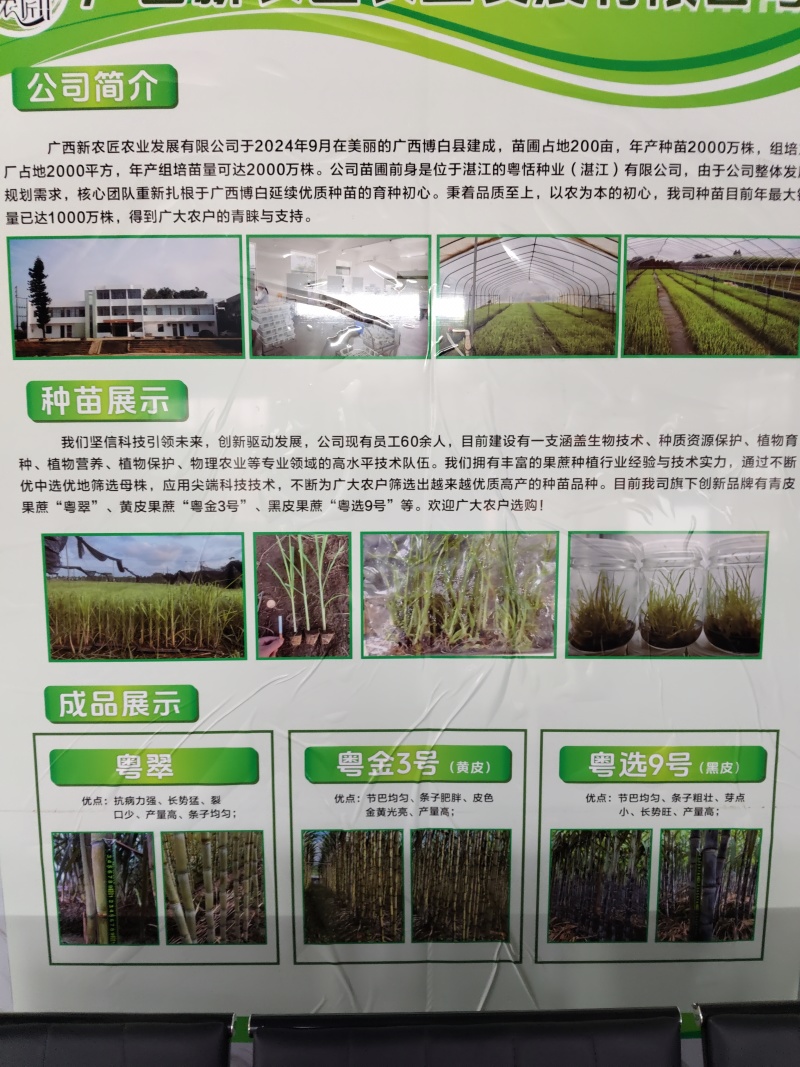 粤翠甘蔗杯苗植种苗