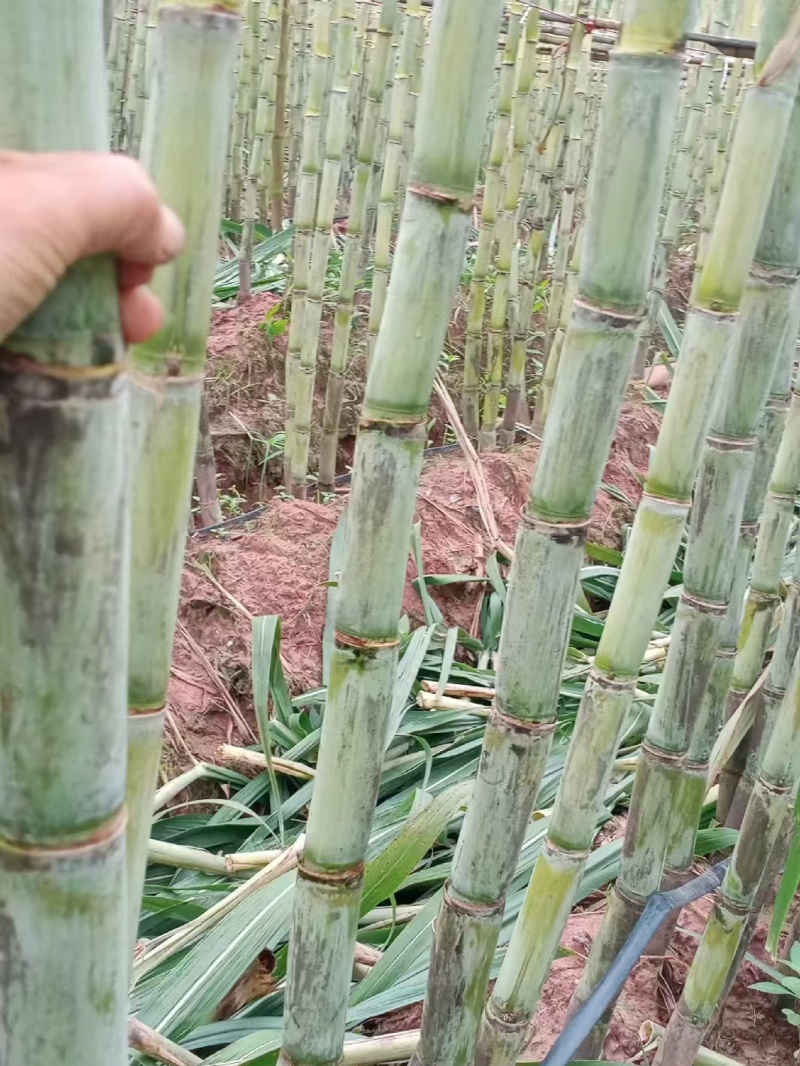 粤翠甘蔗杯苗植种苗