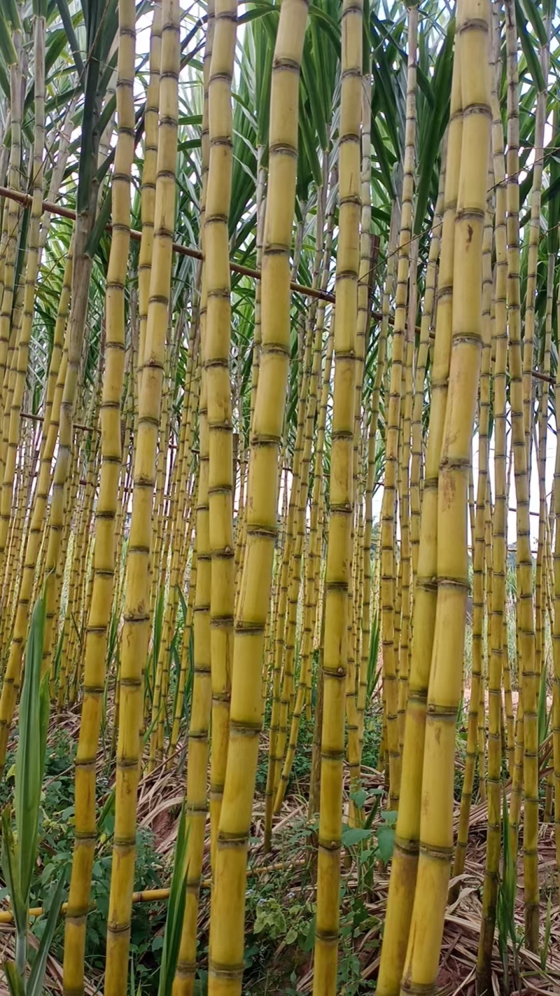 粤翠甘蔗杯苗植种苗