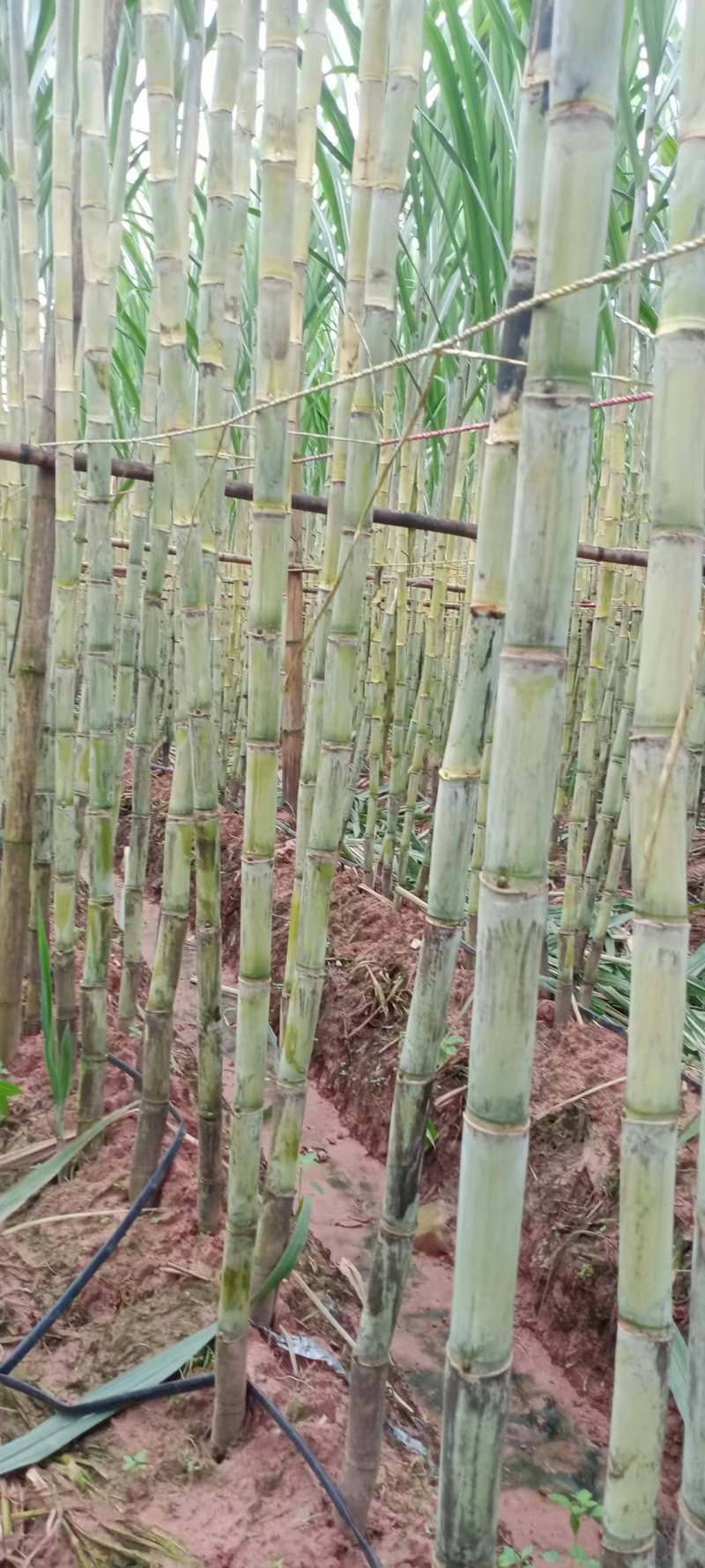 粤翠甘蔗杯苗植种苗