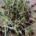 纯新野生芽头移栽一代朱砂点北苍术籽，需要的联系