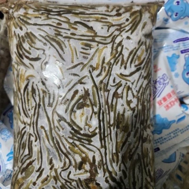 湖北冰蚯蚓速冻青蚯蚓冰冻黑蚯蚓一手货源对接电商