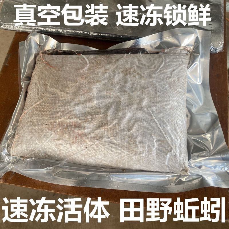 湖北冰蚯蚓速冻青蚯蚓冰冻黑蚯蚓一手货源对接电商