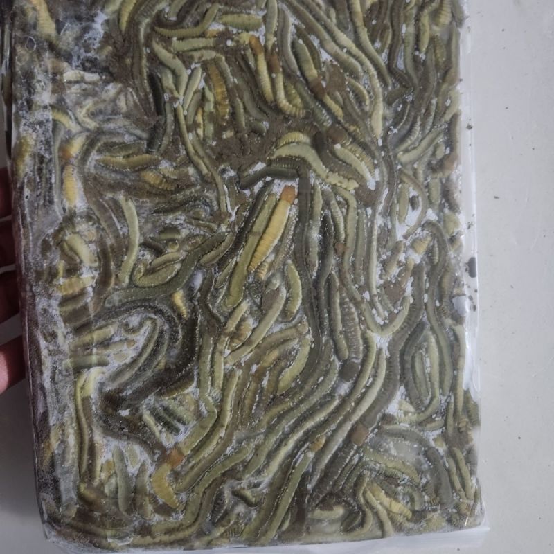 湖北冰蚯蚓速冻青蚯蚓冰冻黑蚯蚓一手货源对接电商