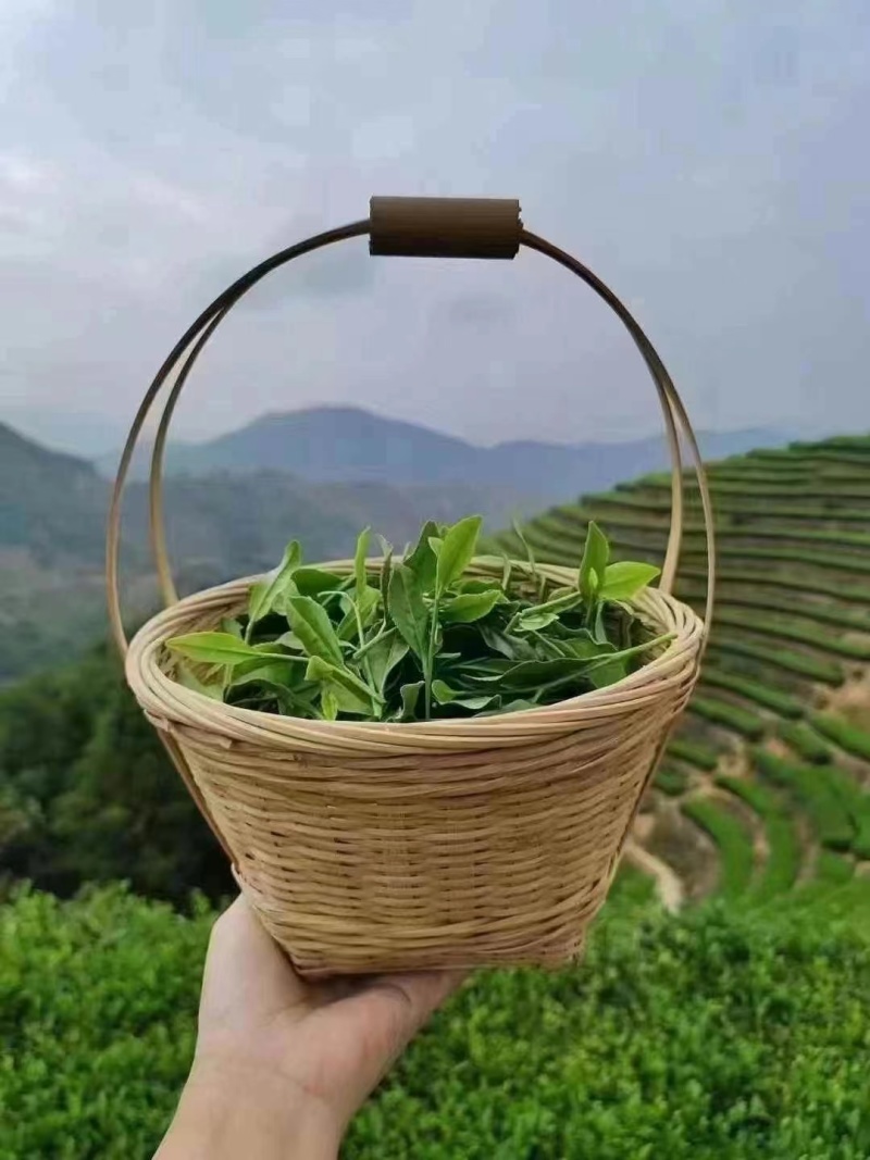 正品浓香型铁观音500g兰花香新茶乌龙茶独立小袋装高档铁