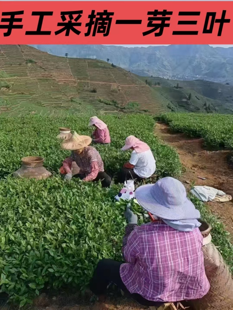 正品浓香型铁观音500g兰花香新茶乌龙茶独立小袋装高档铁