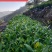 正品浓香型铁观音500g兰花香新茶乌龙茶独立小袋装高档铁