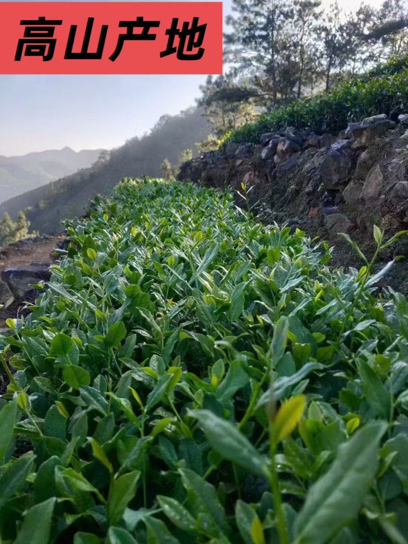 正品浓香型铁观音500g兰花香新茶乌龙茶独立小袋装高档铁