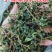 正品浓香型铁观音500g兰花香新茶乌龙茶独立小袋装高档铁