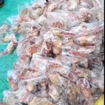 花皮鸽子