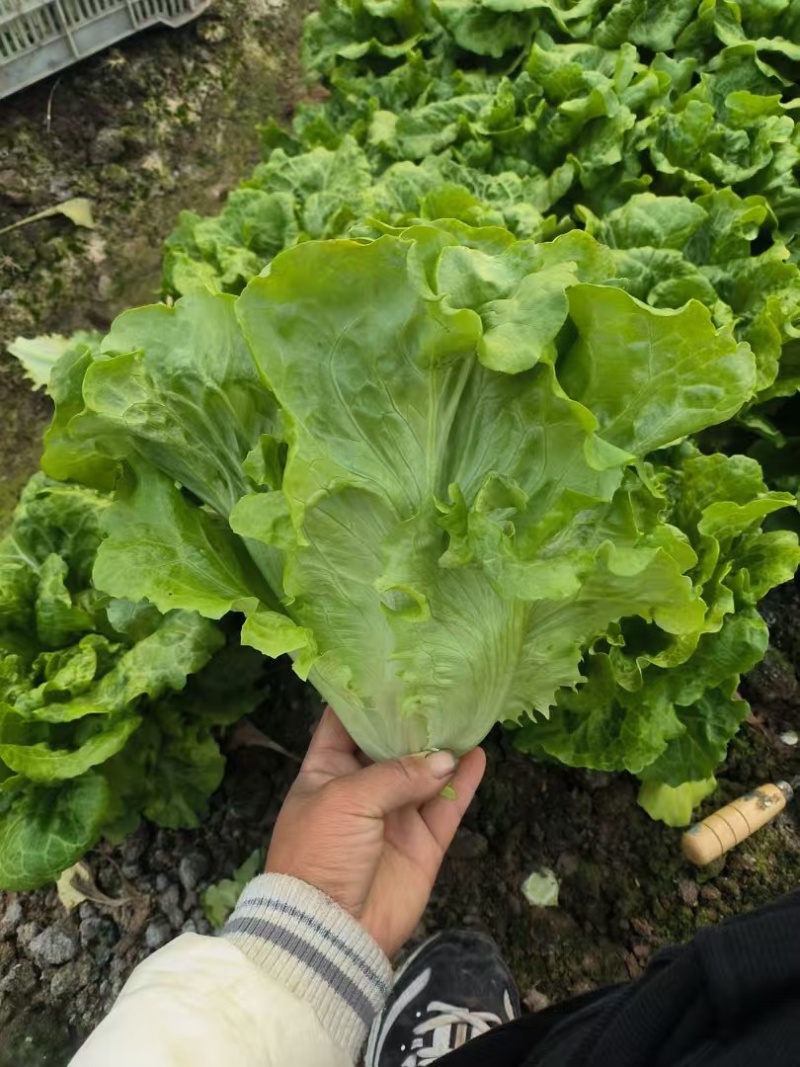 场地直销意大利精品生菜量大价优货源稳定可长期供