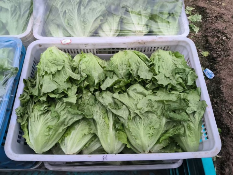 场地直销意大利精品生菜量大价优货源稳定可长期供