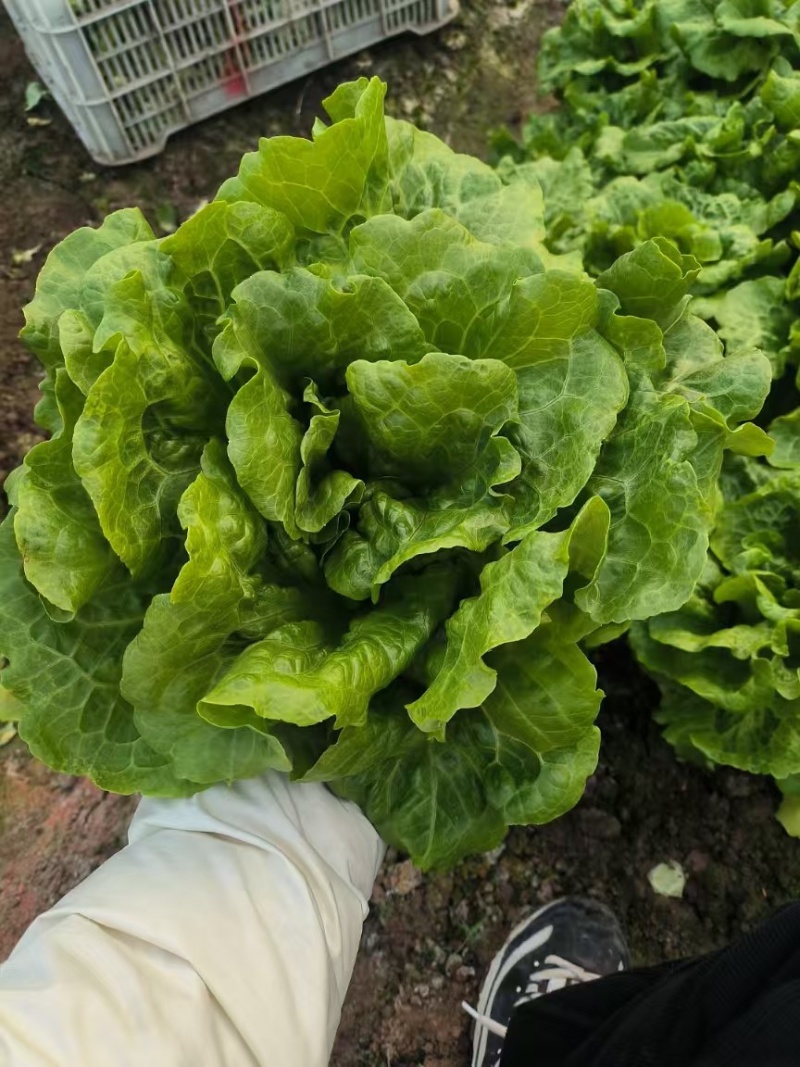 场地直销意大利精品生菜量大价优货源稳定可长期供