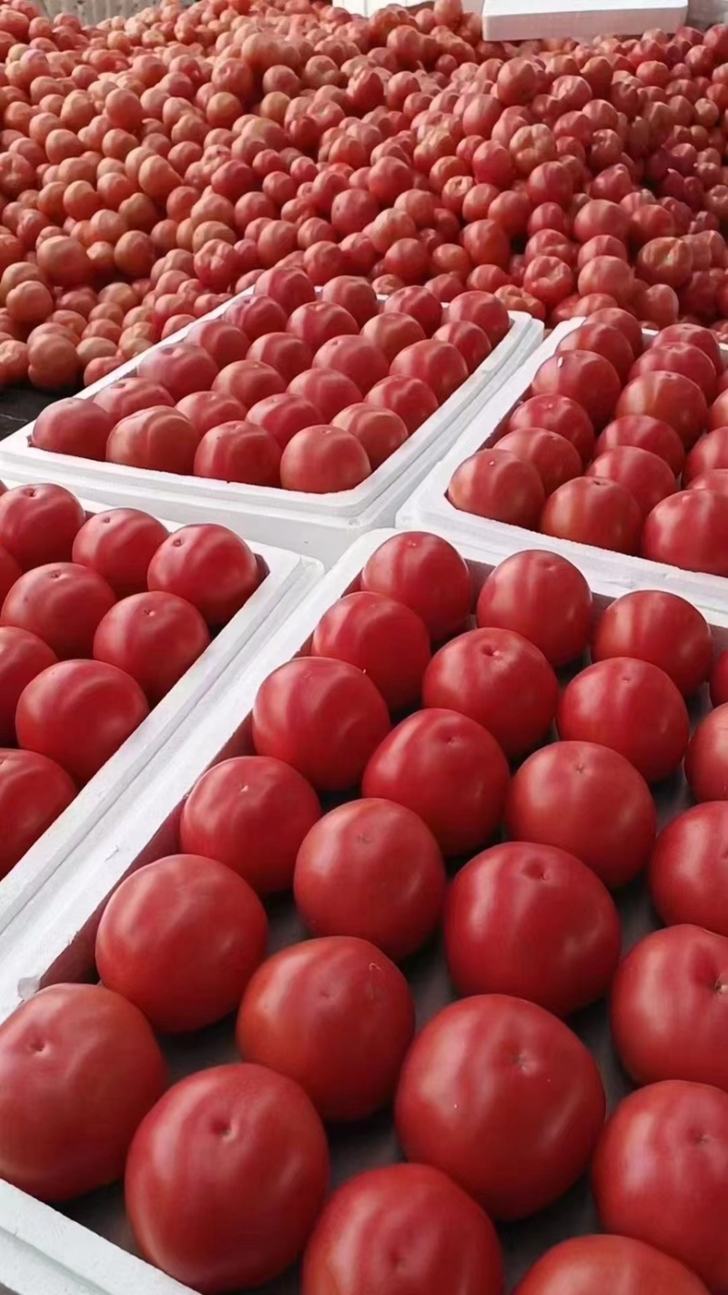 平邑精品西红柿大量供货产地直发保证质量全国发货