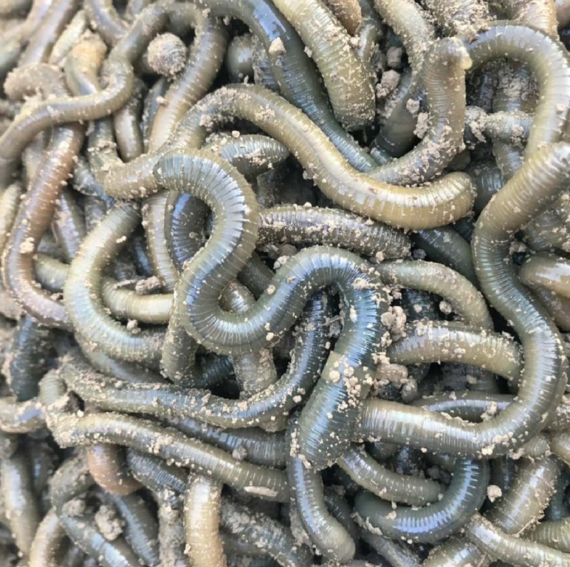 鲜活黑蚯青蚯蚓特大蚯蚓活体蚯蚓野钓鱼饵原产地