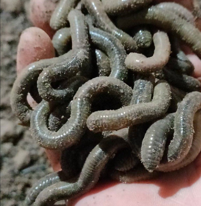 鲜活黑蚯青蚯蚓特大蚯蚓活体蚯蚓野钓鱼饵原产地